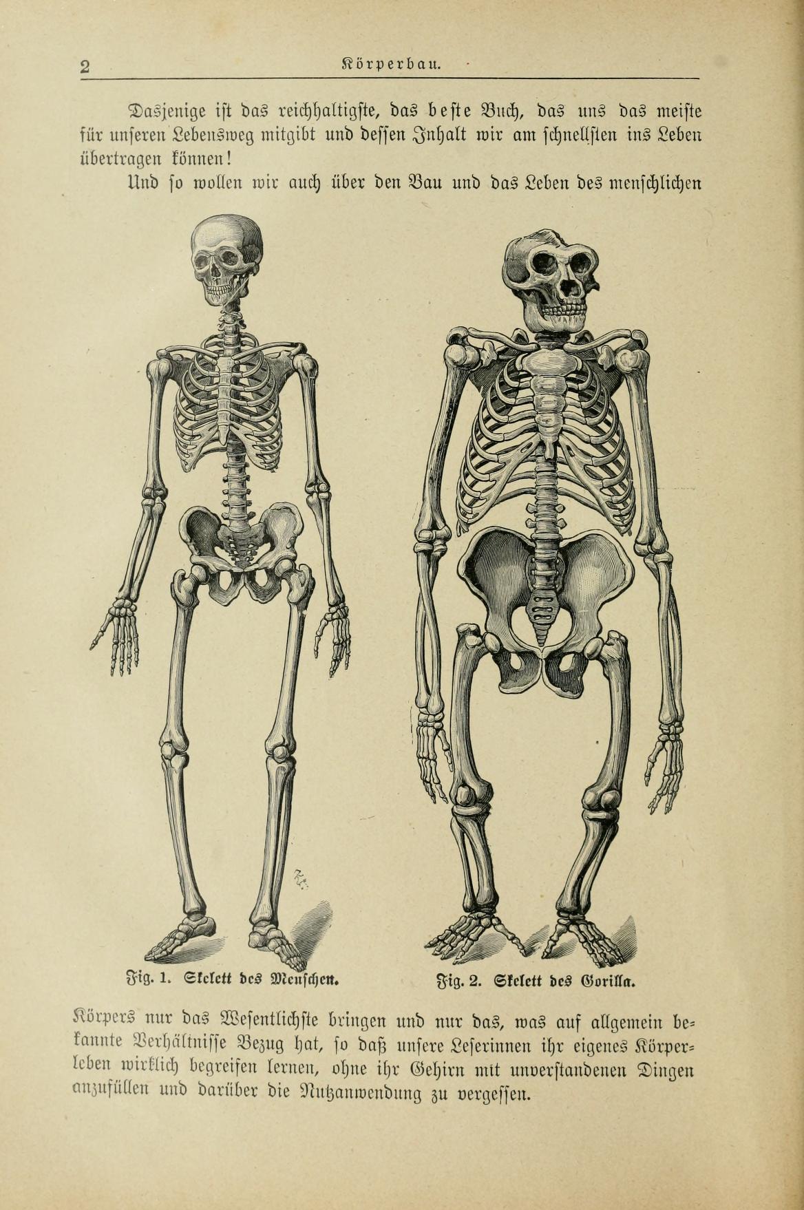 Unterschied frau mann skelett